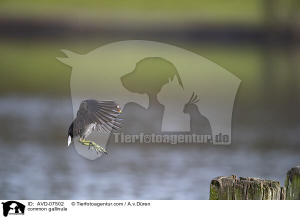 Teichhuhn / common gallinule / AVD-07502