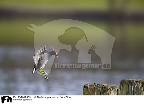 Teichhuhn / common gallinule / AVD-07503