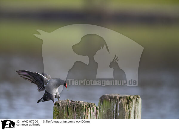 Teichhuhn / common gallinule / AVD-07506