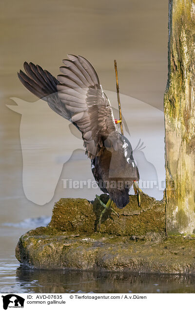 Teichhuhn / common gallinule / AVD-07635