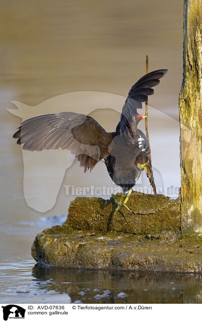Teichhuhn / common gallinule / AVD-07636