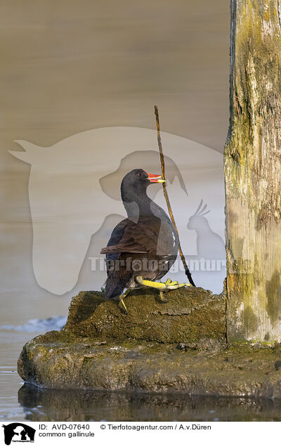 Teichhuhn / common gallinule / AVD-07640