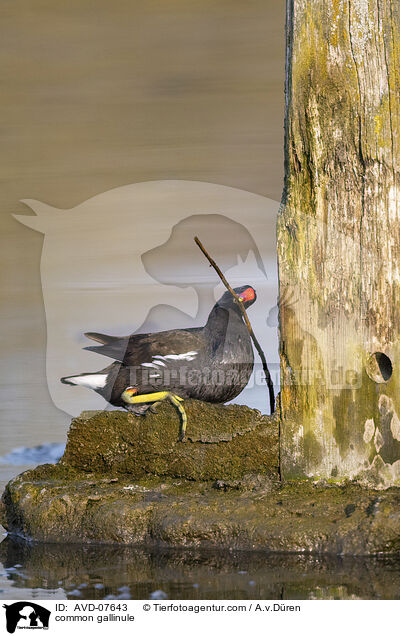 Teichhuhn / common gallinule / AVD-07643