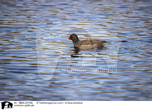 Teichhuhn / common gallinule / MBS-25798