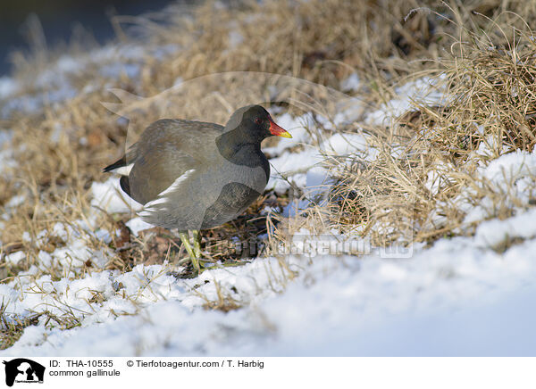 common gallinule / THA-10555