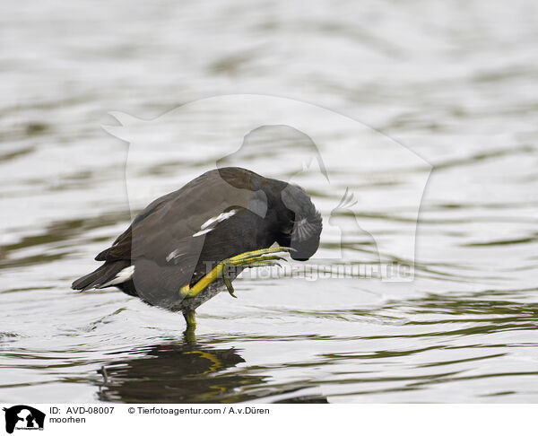 Teichhuhn / moorhen / AVD-08007