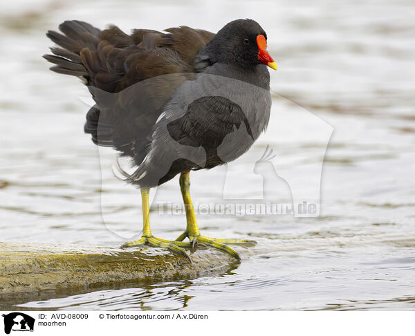 Teichhuhn / moorhen / AVD-08009