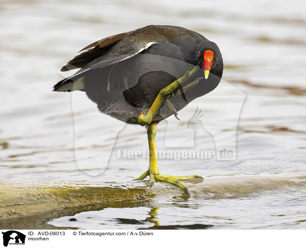 Teichhuhn / moorhen / AVD-08013