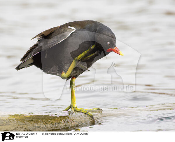 Teichhuhn / moorhen / AVD-08017