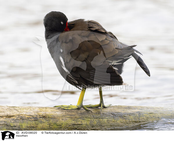 Teichhuhn / moorhen / AVD-08020