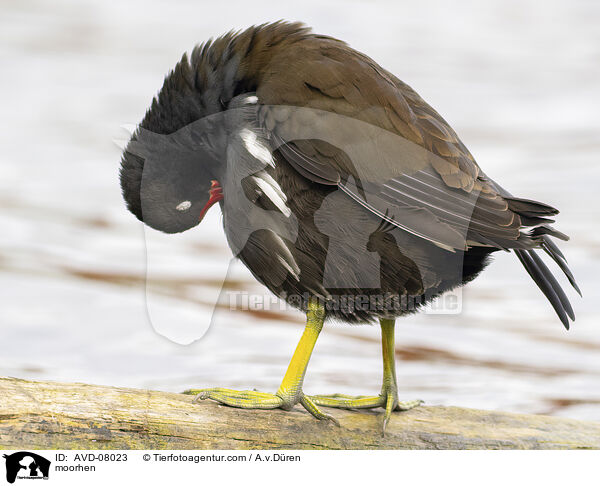 Teichhuhn / moorhen / AVD-08023