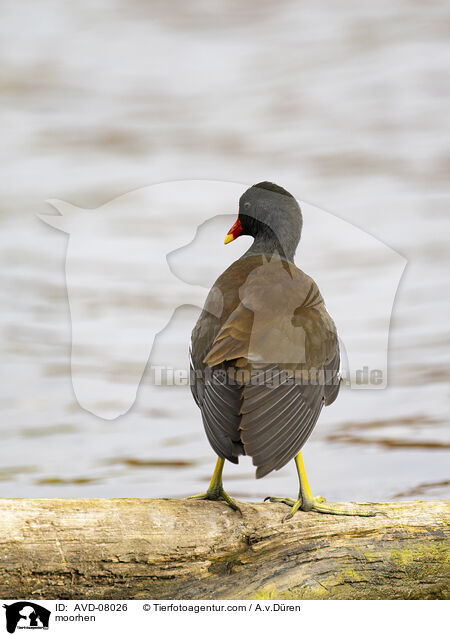Teichhuhn / moorhen / AVD-08026