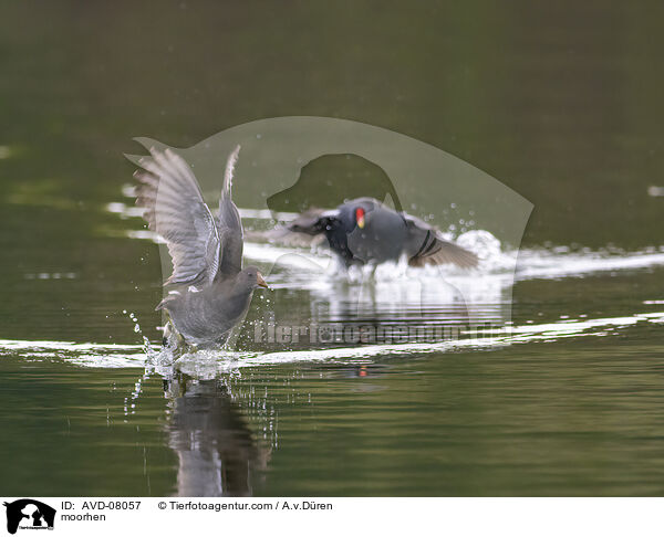 Teichhuhn / moorhen / AVD-08057