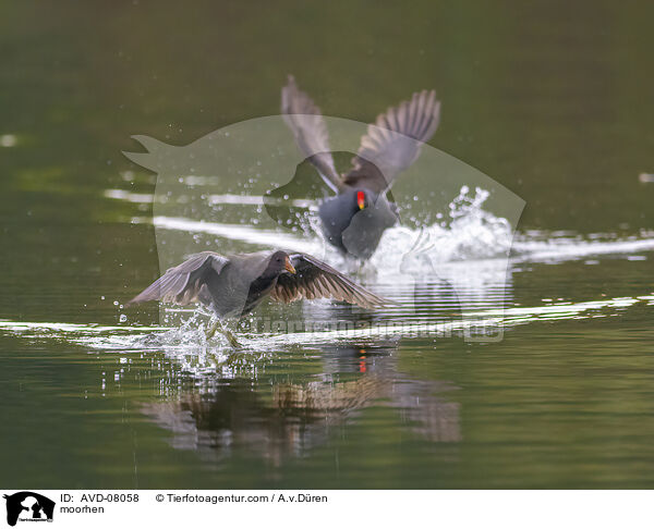 Teichhuhn / moorhen / AVD-08058