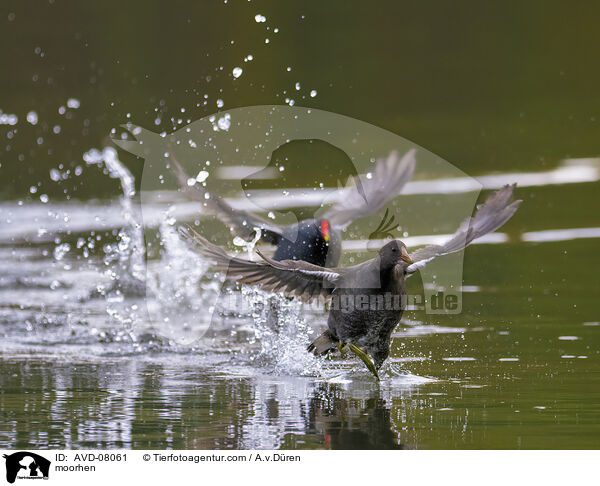 Teichhuhn / moorhen / AVD-08061