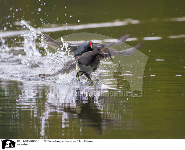Teichhuhn / moorhen / AVD-08063