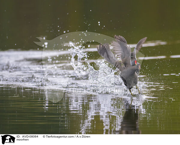 Teichhuhn / moorhen / AVD-08064