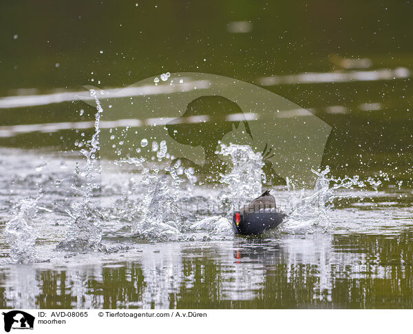 Teichhuhn / moorhen / AVD-08065