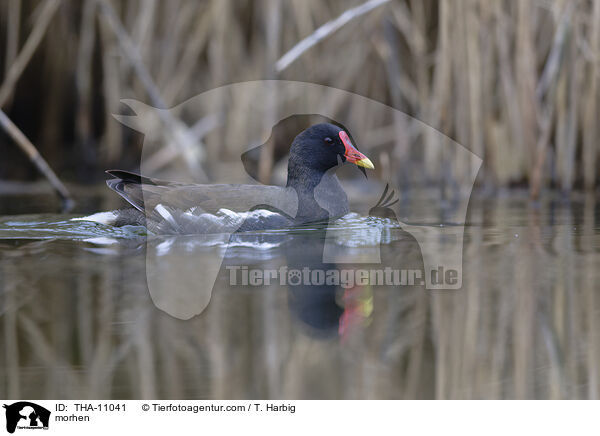 Teichhuhn / morhen / THA-11041