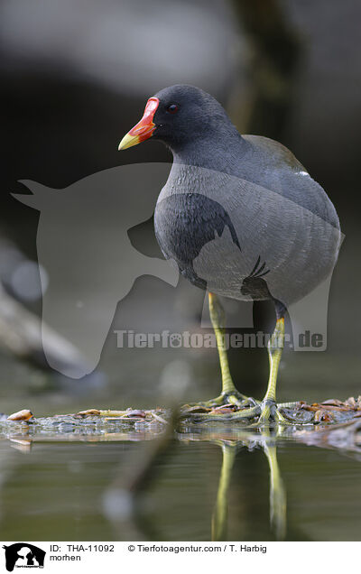 Teichhuhn / morhen / THA-11092