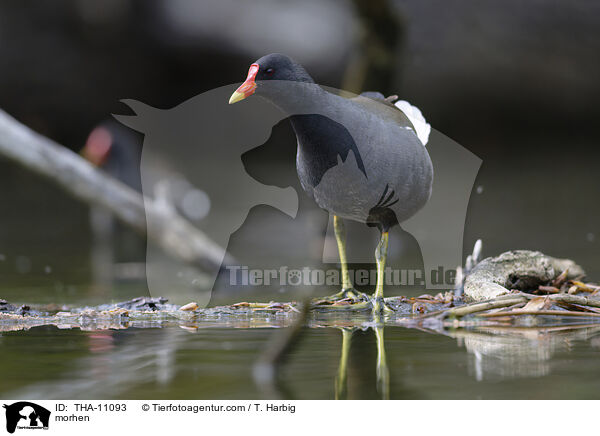Teichhuhn / morhen / THA-11093