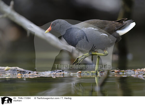 Teichhuhn / morhen / THA-11094