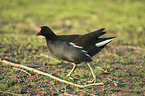 common gallinule