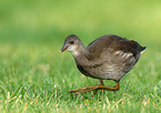 young Common Moorhen