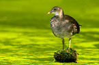 young Common Moorhen