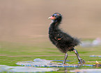 Common Moorhen fledgling