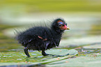 Common Moorhen fledgling