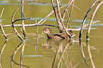 common gallinule