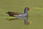 common gallinule