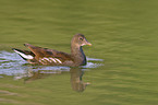 common gallinule