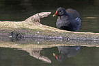 common gallinule