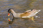 swimming common gallinule