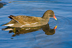 swimming common gallinule