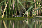 common gallinule