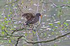 common gallinule