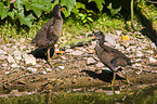 young common gallinule