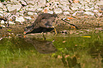 young common gallinule