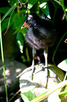 young common gallinule