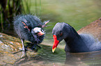 common gallinules