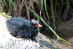 young common gallinule