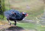 young common gallinule