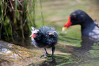 common gallinules