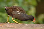 common gallinule