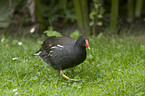 common gallinule