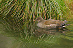 common gallinule