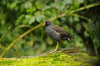 common gallinule